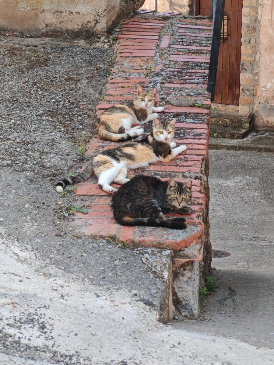 BareaBrun's tweet photo. Los gatos al sol https://t.co/KFJpqGDFRt
