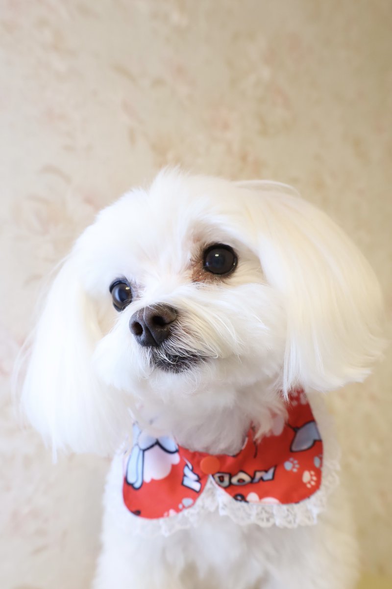 0321cheese's tweet photo. 🎈(ᐡ ᐧ ﻌ ᐧ ᐡ)🐾 https://t.co/AH32gF4VLM