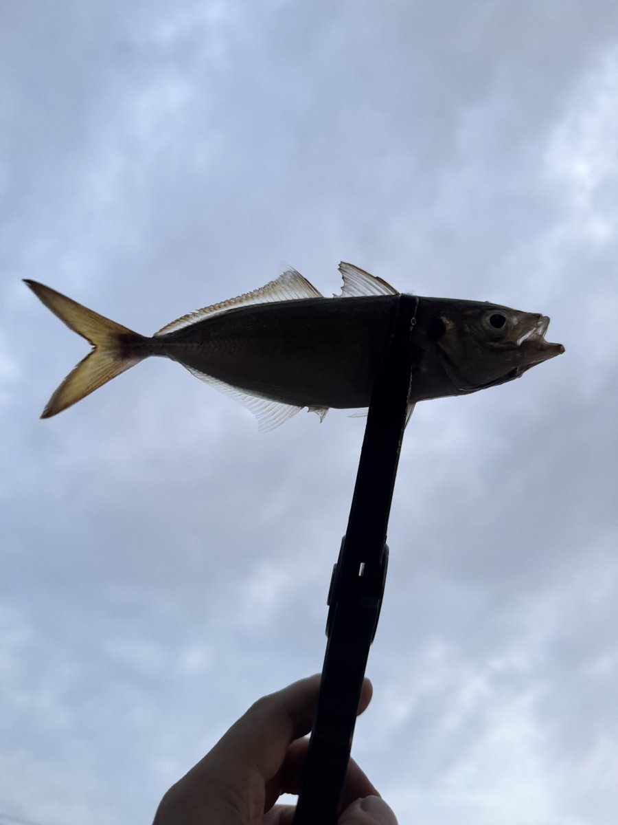 shibakarij's tweet photo. 12日
河口はものすごい海の色
行った場所間違いだったよね
なんとか19cm1匹だけ
いるんだろうけど反応とぼしくて
この場所はそろそろおわりかな

#横浜アジング https://t.co/eEppF8XTHs
