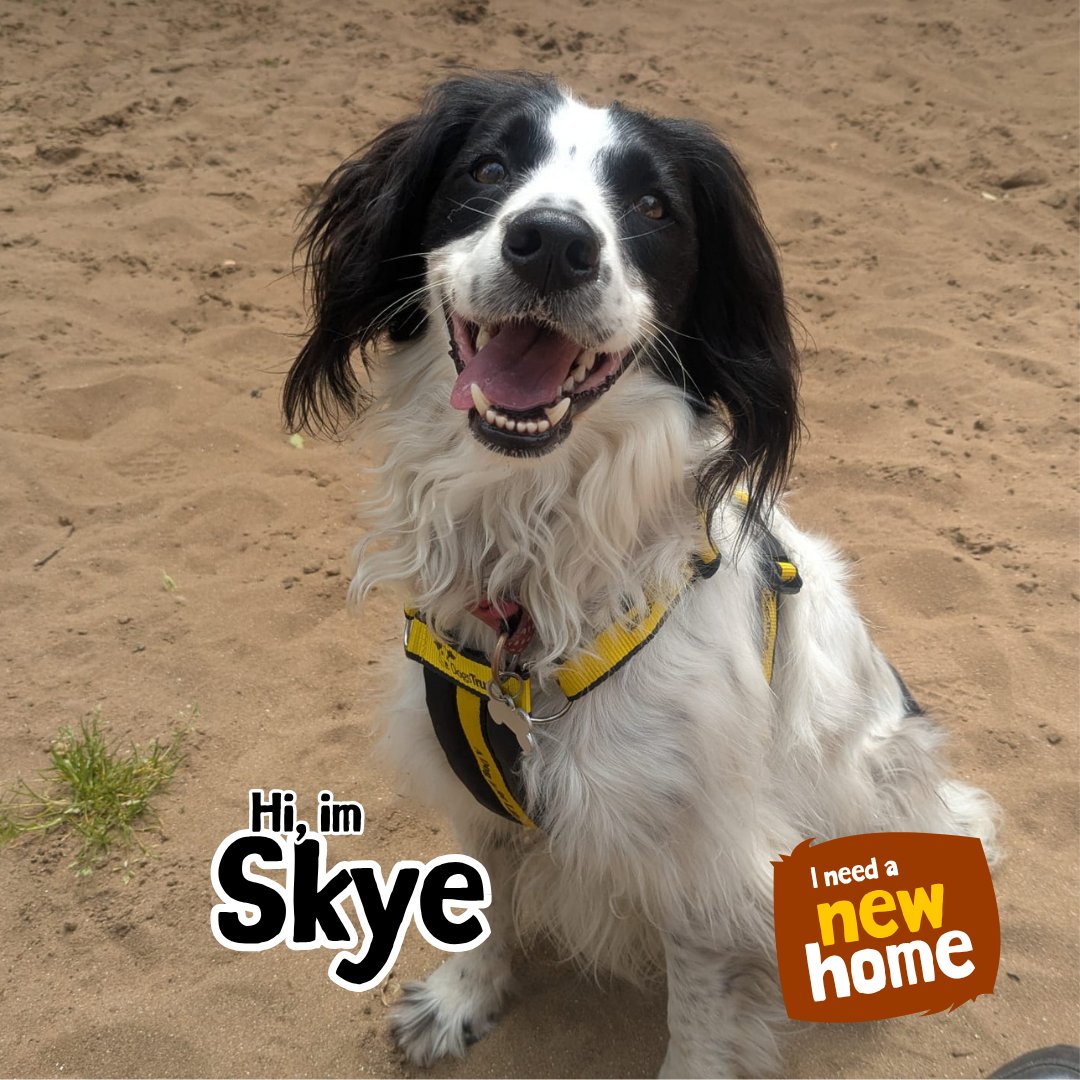 DT_Ilfracombe's tweet photo. Skye is a three-year-old Collie cross Spaniel. 🐶💛🐶
Skye is athletic and clever. She loves to play catch with a ball and go for long walks. She has good recall and she knows many tricks. 
📍@DogsTrust #Ilfracombe 

👉 https://t.co/meAGD551H4

#ADogIsForLife #AdoptADog https://t.co/zhnbKFfmbS