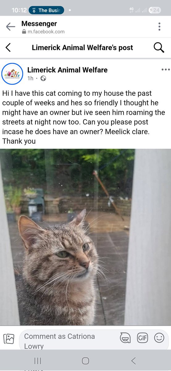 catlowry54's tweet photo. Poor cat roaming #Meelick #Clare probably can't find way home. Anyone missing similar #cat https://t.co/5umTIk1DwC