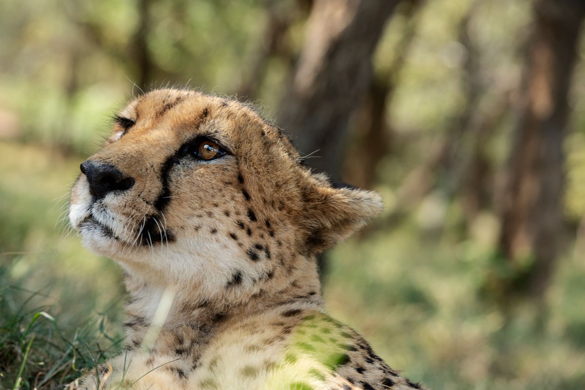 Cheetah_Centre's tweet photo. Have you ever seen such a powerful side profile? 🐆✨

Lean, elegant, and absolutely breathtaking! https://t.co/dh9c12bC17