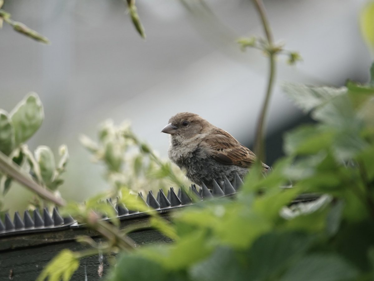 loosemum's tweet photo. #SmallBirdSaturday Long tailed Tit, House Sparrow, Great Tit and Reed Bunting. https://t.co/d5PrJ09l2j