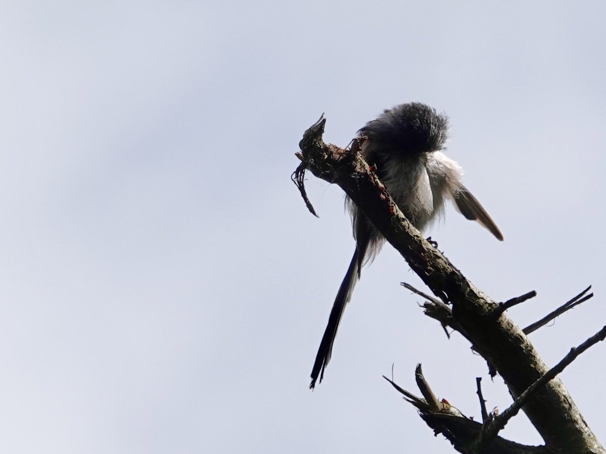 loosemum's tweet photo. #SmallBirdSaturday Long tailed Tit, House Sparrow, Great Tit and Reed Bunting. https://t.co/d5PrJ09l2j