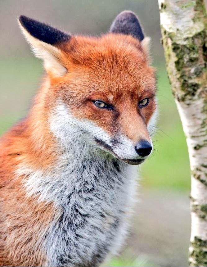 Foxicrisis's tweet photo. just 70 people from 3k 

we are getting there https://t.co/WrVCQdsDJH