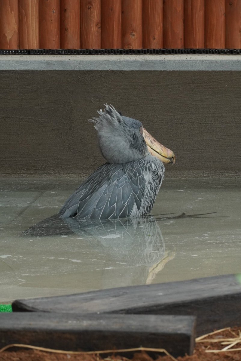 midorinoakky's tweet photo. #掛川花鳥園
#ハシビロコウ
#ふたば
♨️🎵
今日は、常連さんも初めて見れたふたば🌱の入浴シーンﾔｯﾀｧ😆🙌 https://t.co/TOTMix7LAY