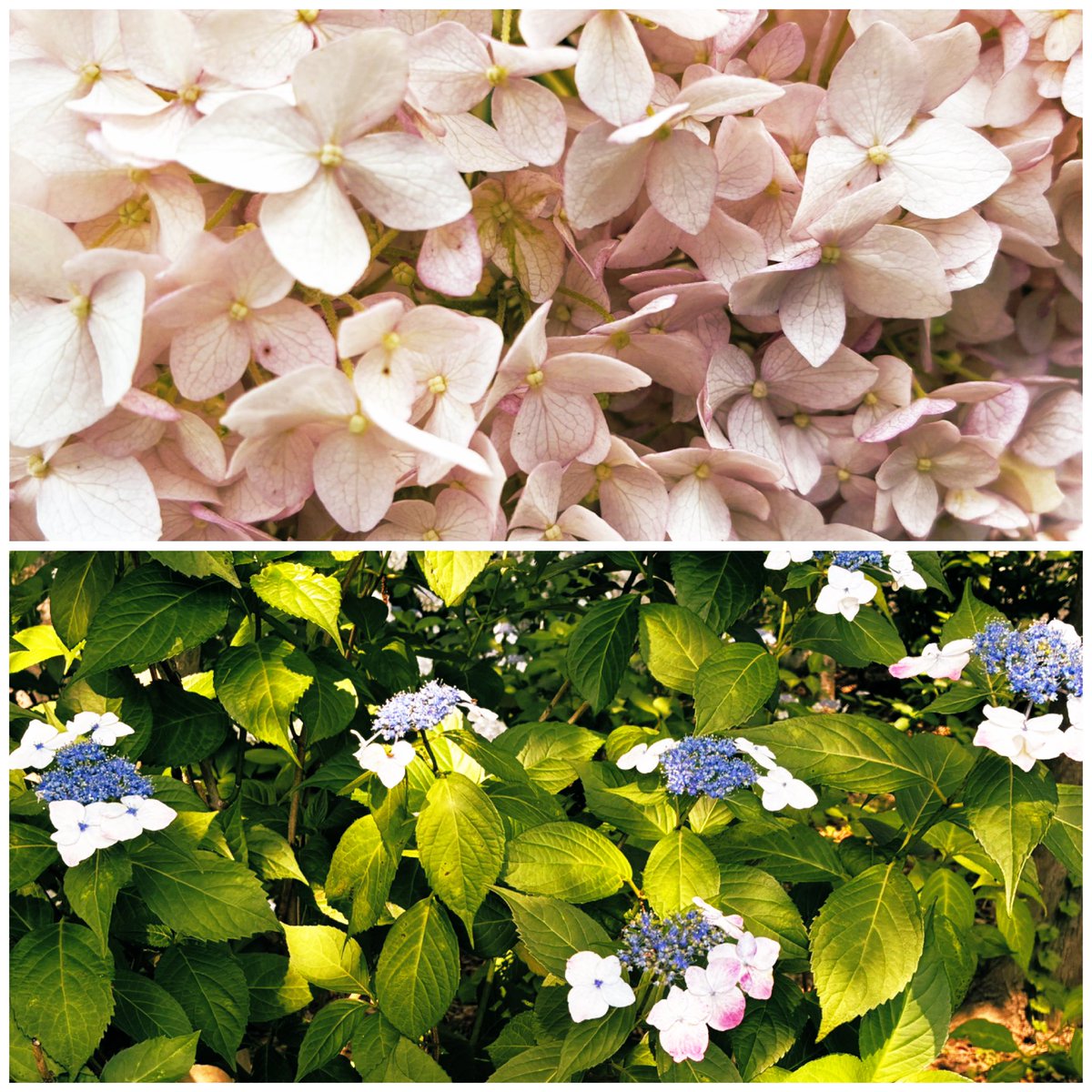kitacakicca's tweet photo. 紫陽花を見にお散歩 https://t.co/y3w3ObotQ0