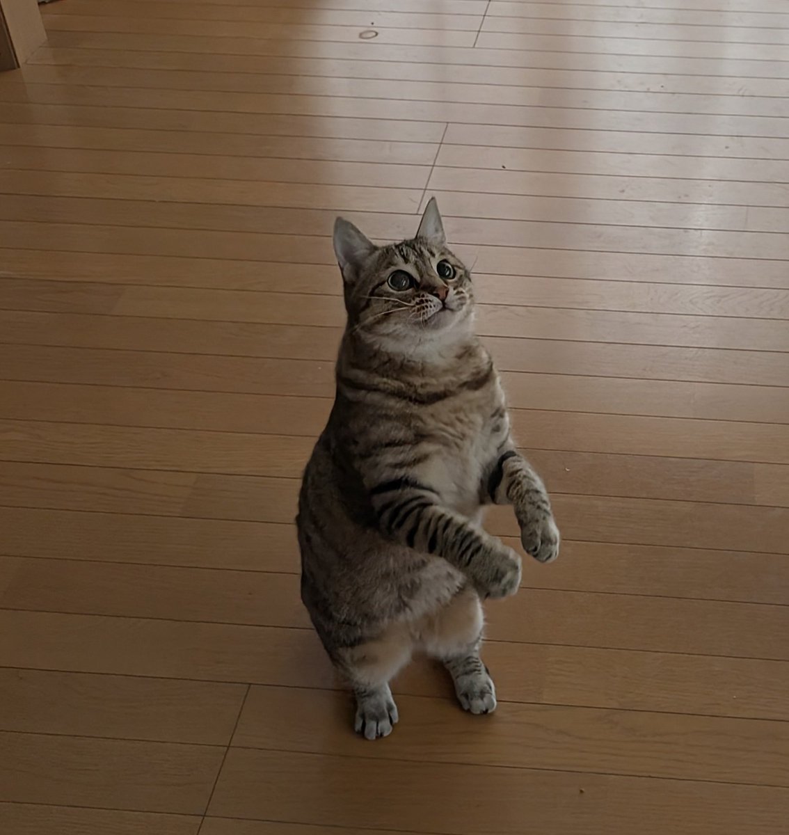 アヴェマナヴ tweet media