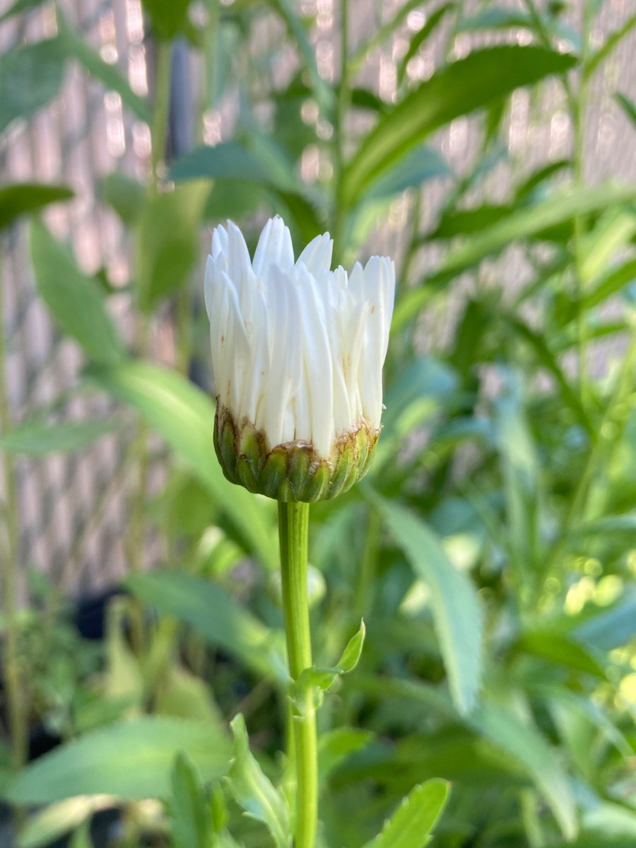 thatcatbird's tweet photo. at least my daisies survived https://t.co/ZbaocBiBMh