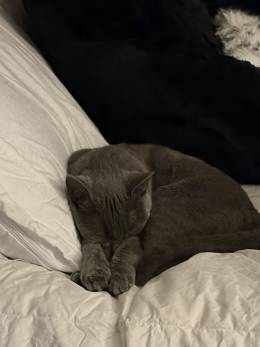 ultranostalgia's tweet photo. EVERYBODY SAY HAPPY 1ST BIRTHDAY TO REINHARDT RIGHT NOW https://t.co/vSJgRUApgy