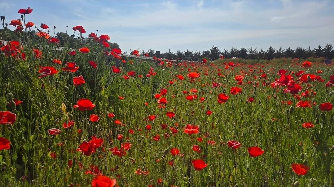 fpceh's tweet photo. Matthew 6:28 NIV
  “And why do you worry about clothes? See how the flowers of the field grow. They do not labor or spin. 

https://t.co/WZLoaf5HBN https://t.co/UGbAPBj7UR