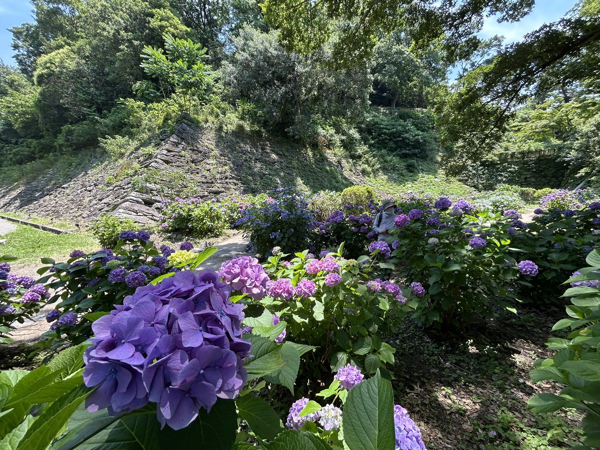 Fukucoco1's tweet photo. 今日は和歌山城のお城教室に参加。
紫陽花が満開でした。
浅野の石垣の前に徳川期に雁木を増築した？ことがわかる痕跡が天端にありました。②右側の浅野の石垣の高さと同じ布積み部分に横目地が通ってる。
#和歌山城 https://t.co/XCbjAHSk0S