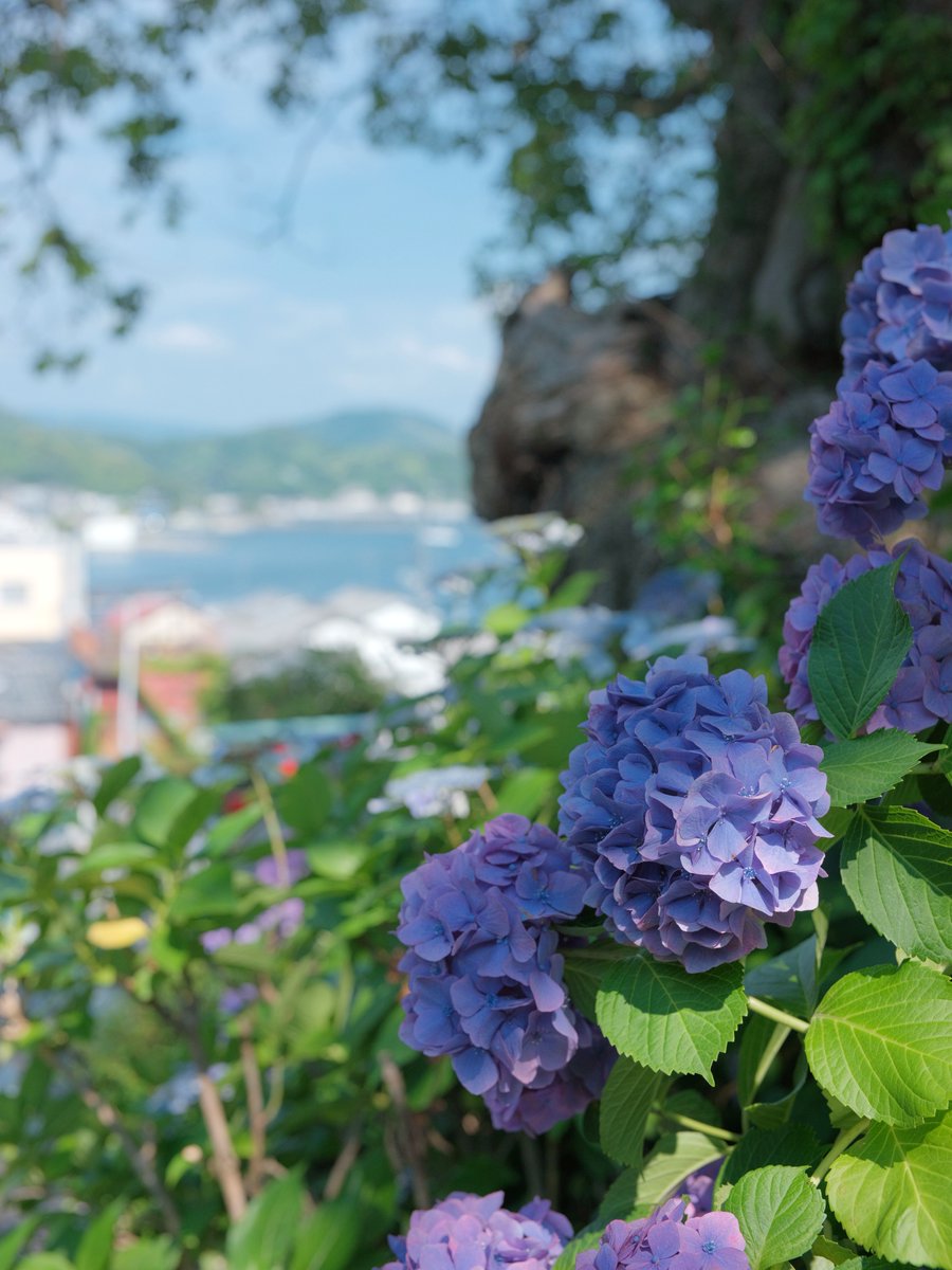 tondol's tweet photo. 沼津・照江寺の紫陽花さんがいい感じでした。皆さんはいい感じですか？ https://t.co/Se5LfYqtEj