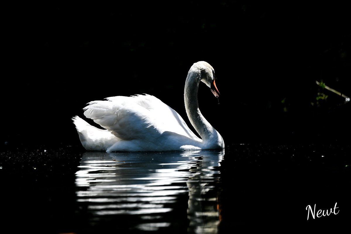 5ft11newt's tweet photo. Love this shot from today at Kearsney Abbey Gardens... https://t.co/kyPBNfArTq