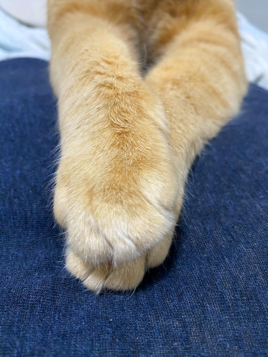 ranpada's tweet photo. 重ねの手かわゆん https://t.co/c5Ig5ldJYs