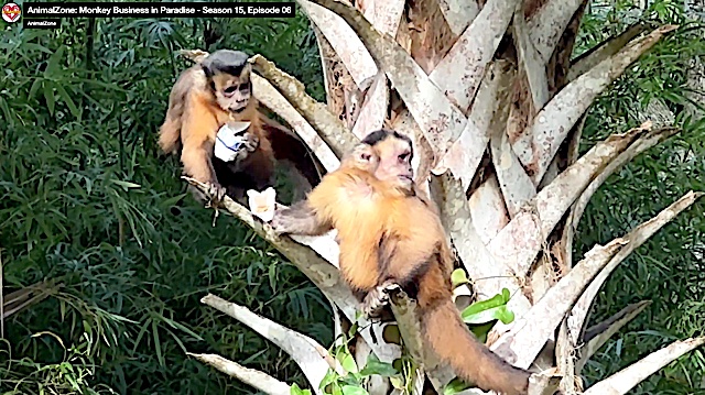 Nipperino's tweet photo. MONKEY BUSINESS IN PARADISE! 

Next Saturday, June 20 at 8:30 AM on Cox Television's national network, AnimalZone takes you to one of the most extraordinary primate sanctuaries in America:
Primate Paradise (Season 15, Episode 6)

What happens when adorable baby capuchin monkeys grow up and remember they're actually wild animals?
Mary and Andy Wasko know the answer.

Many of the sanctuary's residents once lived as exotic pets. As babies, capuchins are irresistibly cute. As adults? Let's just say they're brilliant, mischievous, opinionated, and much happier spending their days swinging through trees with fellow monkeys than sitting on someone's sofa.

At Primate Paradise in Osteen, Florida, engineer Andy Wasko has created a one-of-a-kind sanctuary where capuchins can leap, climb, and race through living trees inside a secure habitat. In fact, it's the only place in the United States where rescued capuchins can enjoy this kind of freedom in a protected forest environment.

And the monkeys themselves? They're quite the characters.

Meet Sammy, a charming capuchin Casanova whose favorite flirting technique involves raising his eyebrows at the ladies.

Learn why grapes beat bananas in the monkey popularity polls.

And discover why showing your teeth—even in a friendly smile—might be considered extremely bad monkey manners!

With intelligence, curiosity, and personalities larger than life, these remarkable primates remind us that wild animals belong in environments designed for their needs—not ours.

Join Arthur for a fun, fascinating, and often hilarious visit to a sanctuary where rescued monkeys are finally free to be monkeys.

AnimalZone: Primate Paradise
Saturday, June 20
 8:30 AM
 Cox Television's National Network

🎬 Watch the episode now:
https://t.co/bplepxwFlF

🐒 Learn more about Primate Paradise:
https://t.co/aD25SXHKpo

Listen to our original song: Primate Paradise : https://t.co/LljkQadrAQ...
#AnimalZone #PrimateParadise #CapuchinMonkeys #MonkeyBusiness #MonkeySanctuary #PrimateRescue #WildlifeConservation #FloridaAdventures #NotAPet #AnimalWelfare #RescueAnimals #WildAtHeart #ArthurVonWiesenberger #Season15 See less
