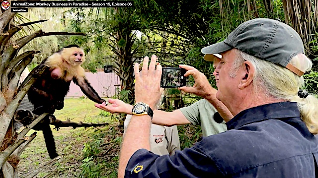 Nipperino's tweet photo. MONKEY BUSINESS IN PARADISE! 

Next Saturday, June 20 at 8:30 AM on Cox Television's national network, AnimalZone takes you to one of the most extraordinary primate sanctuaries in America:
Primate Paradise (Season 15, Episode 6)

What happens when adorable baby capuchin monkeys grow up and remember they're actually wild animals?
Mary and Andy Wasko know the answer.

Many of the sanctuary's residents once lived as exotic pets. As babies, capuchins are irresistibly cute. As adults? Let's just say they're brilliant, mischievous, opinionated, and much happier spending their days swinging through trees with fellow monkeys than sitting on someone's sofa.

At Primate Paradise in Osteen, Florida, engineer Andy Wasko has created a one-of-a-kind sanctuary where capuchins can leap, climb, and race through living trees inside a secure habitat. In fact, it's the only place in the United States where rescued capuchins can enjoy this kind of freedom in a protected forest environment.

And the monkeys themselves? They're quite the characters.

Meet Sammy, a charming capuchin Casanova whose favorite flirting technique involves raising his eyebrows at the ladies.

Learn why grapes beat bananas in the monkey popularity polls.

And discover why showing your teeth—even in a friendly smile—might be considered extremely bad monkey manners!

With intelligence, curiosity, and personalities larger than life, these remarkable primates remind us that wild animals belong in environments designed for their needs—not ours.

Join Arthur for a fun, fascinating, and often hilarious visit to a sanctuary where rescued monkeys are finally free to be monkeys.

AnimalZone: Primate Paradise
Saturday, June 20
 8:30 AM
 Cox Television's National Network

🎬 Watch the episode now:
https://t.co/bplepxwFlF

🐒 Learn more about Primate Paradise:
https://t.co/aD25SXHKpo

Listen to our original song: Primate Paradise : https://t.co/LljkQadrAQ...
#AnimalZone #PrimateParadise #CapuchinMonkeys #MonkeyBusiness #MonkeySanctuary #PrimateRescue #WildlifeConservation #FloridaAdventures #NotAPet #AnimalWelfare #RescueAnimals #WildAtHeart #ArthurVonWiesenberger #Season15 See less