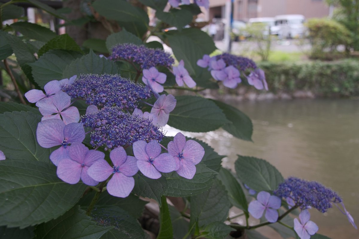 nory_i's tweet photo. 花 https://t.co/yCsRqwGLSC