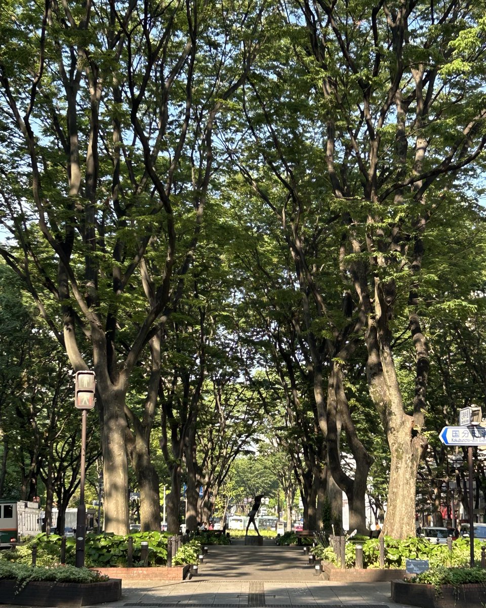 tr5_pq's tweet photo. 杜の都は、青葉が美しい季節🌳
広瀬川〜流れる岸辺〜思い出は〜かえらずぅ〜
歌いたくなるねぇ😊写真は杜だけどな！ https://t.co/bAO84oj9a9