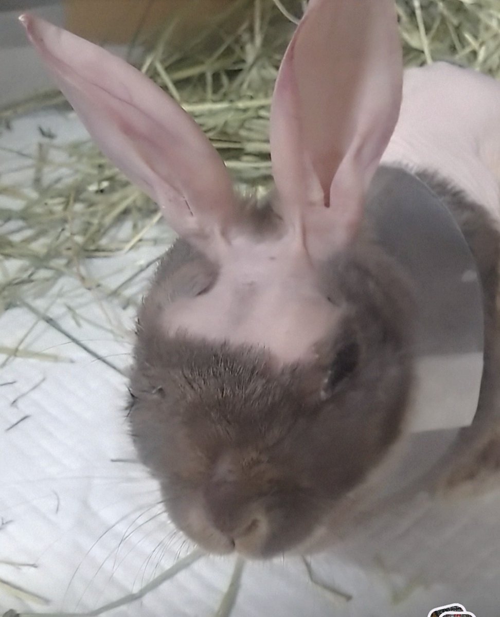 明日はチョコに会いに行ける 嬉しい おやすみなさい Good night Boa