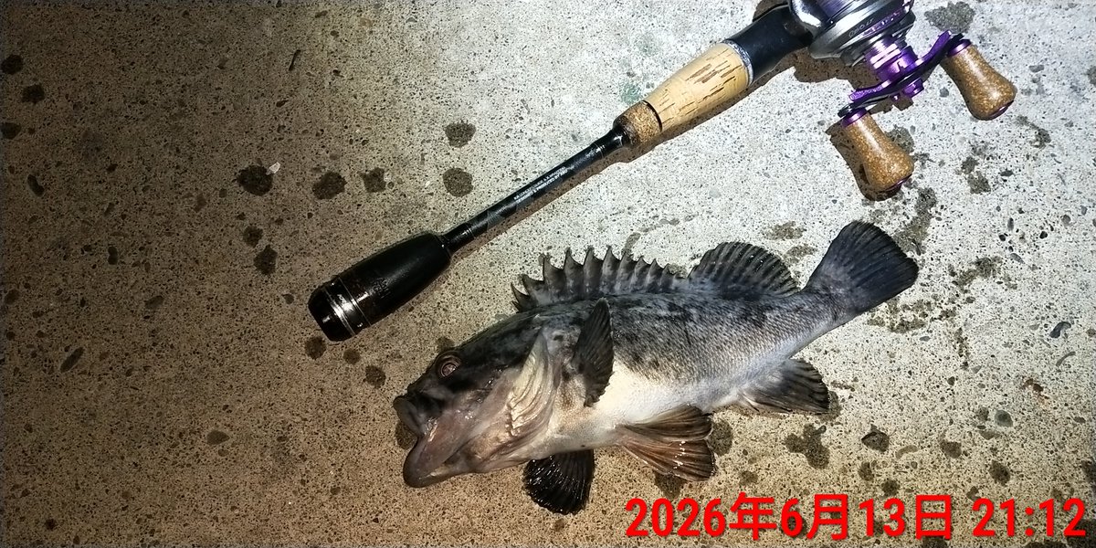 angler_f's tweet photo. 今宵の夜遊びも無事に完了。
５時間ランガンして時速20匹超。
とは別にウグイが爆釣で腕がパンパン。
コヤツらのバイトをスルーして根魚を掛けるのに一苦労した。 https://t.co/SupbJ8BHvH