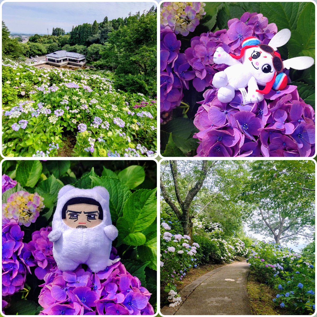 mayoooooom666's tweet photo. 天気が崩れる前に紫陽花見てきました😊キレイ〜✨️やっぱりお花は良いね😚💕
折角だから展望台も登ってきました。
高い所が苦手なので、降りる時は汗が冷汗に😣沢山歩いていい運動になったので今夜はグッスリ眠れるはず🥱 https://t.co/fFSJpBLeRB