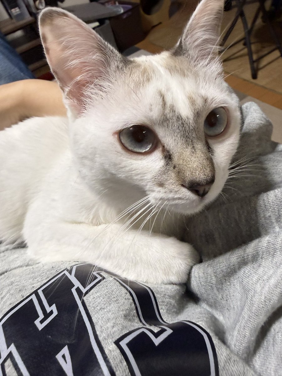 yuamax_e's tweet photo. こっそりと生存報告
猫、去年の8月に3匹目お迎えしました。
ただいま生後10ヶ月のおんにゃのこ♡
あと、眼鏡姿のドヨンさんと軍隊帰りのジェヒョンさんが死ぬほど好きです（割とどうでもいい報告） https://t.co/wb8MCCpSdT