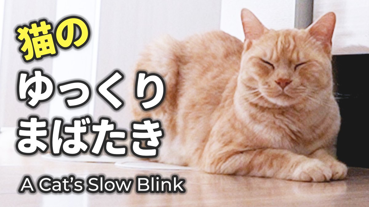 Solathacat's tweet photo. 猫のゆっくりまばたきは信頼の証･･･それともごはんの催促？

https://t.co/oZWR16W1rk

#猫のSola
#猫動画
#猫好きさんと繋がりたい
#猫のいる暮らし https://t.co/5X7s9nS7r7