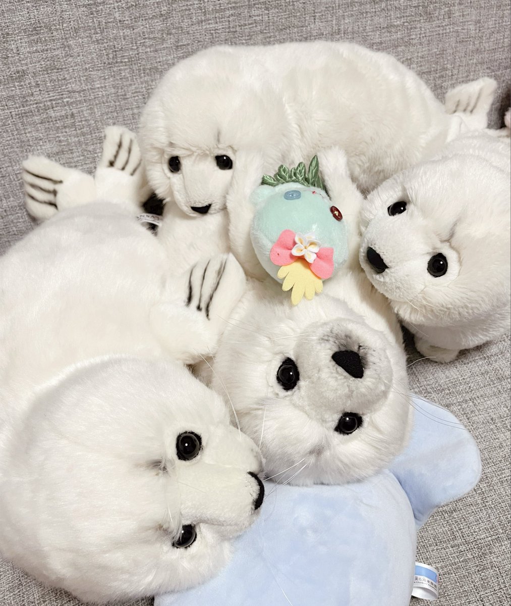 yoimoseth's tweet photo. うちのあざらし幼稚園
#HANSA https://t.co/0gspi6Li3F
