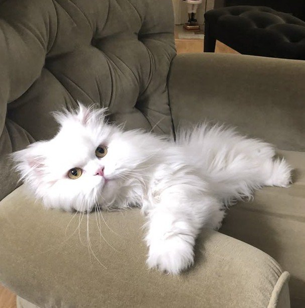 DERELICTAD's tweet photo. He needs a little trimming, I suppose. https://t.co/CovjDjl29j