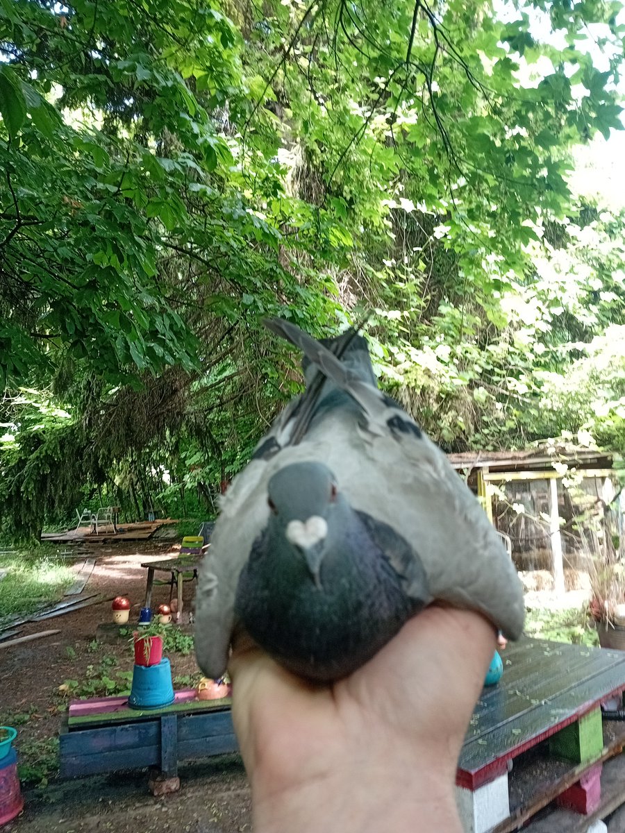 wunderschlosser's tweet photo. Ich lass mich gerne von Michael im Garten herumtragen.
#brieftauben #taube #pigeon #dorothea https://t.co/sPMzd2THsY