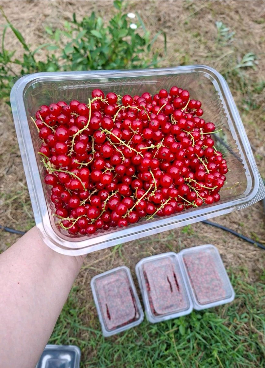 tvitersttvitera's tweet photo. Crvena ribizla na prodaju. Cena 800 dinara za kilogram. Molim rt. https://t.co/MLzGmPfK17