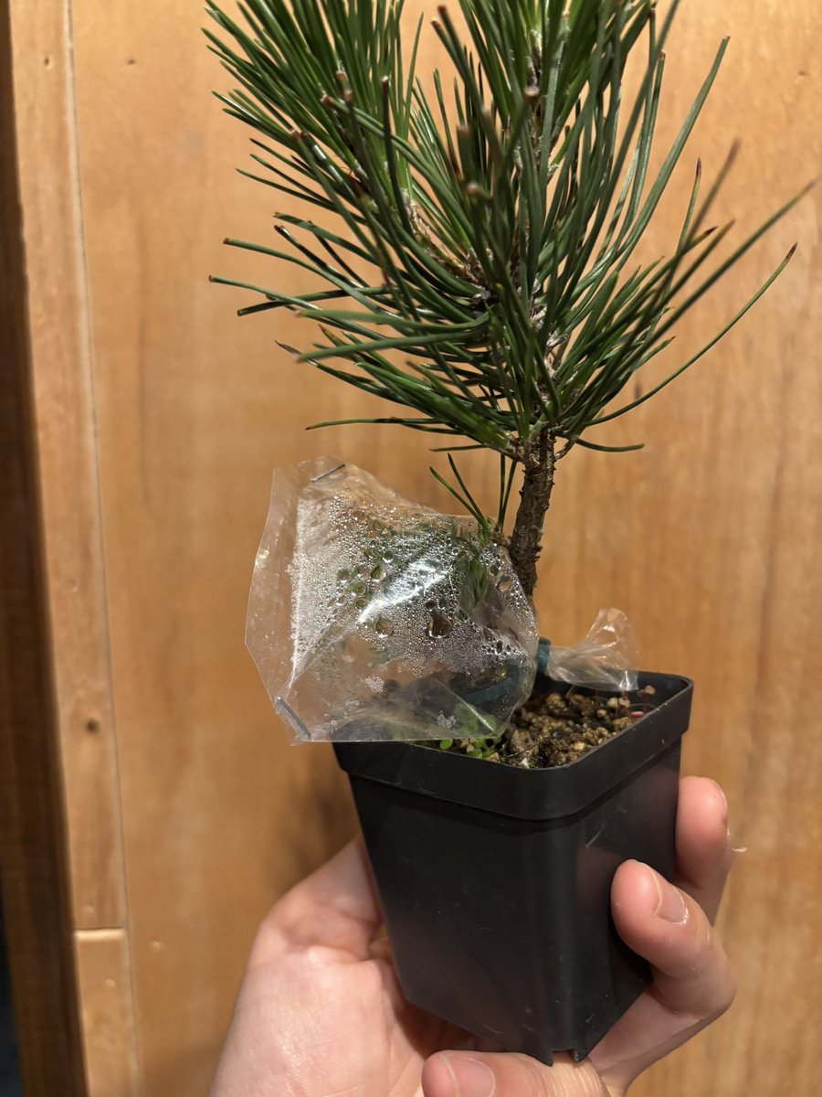 enchichi's tweet photo. 中が水滴だらけだし、どうしたんだよ😅袋の付け方的に中に水が入るようにはなってないから接ぎ穂の蒸散から出た水分なのか。だとしたらめちゃくちゃ水吸ってるやん！ https://t.co/LuQh8mo9Ev
