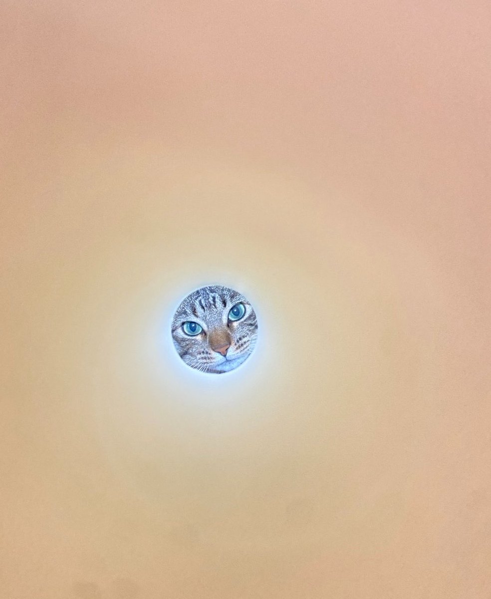 iewori's tweet photo. 【猫万華鏡を作ろう】

•用意するもの
　ラップの芯×1
　かわいい猫×1 https://t.co/UTDLtfWwUR