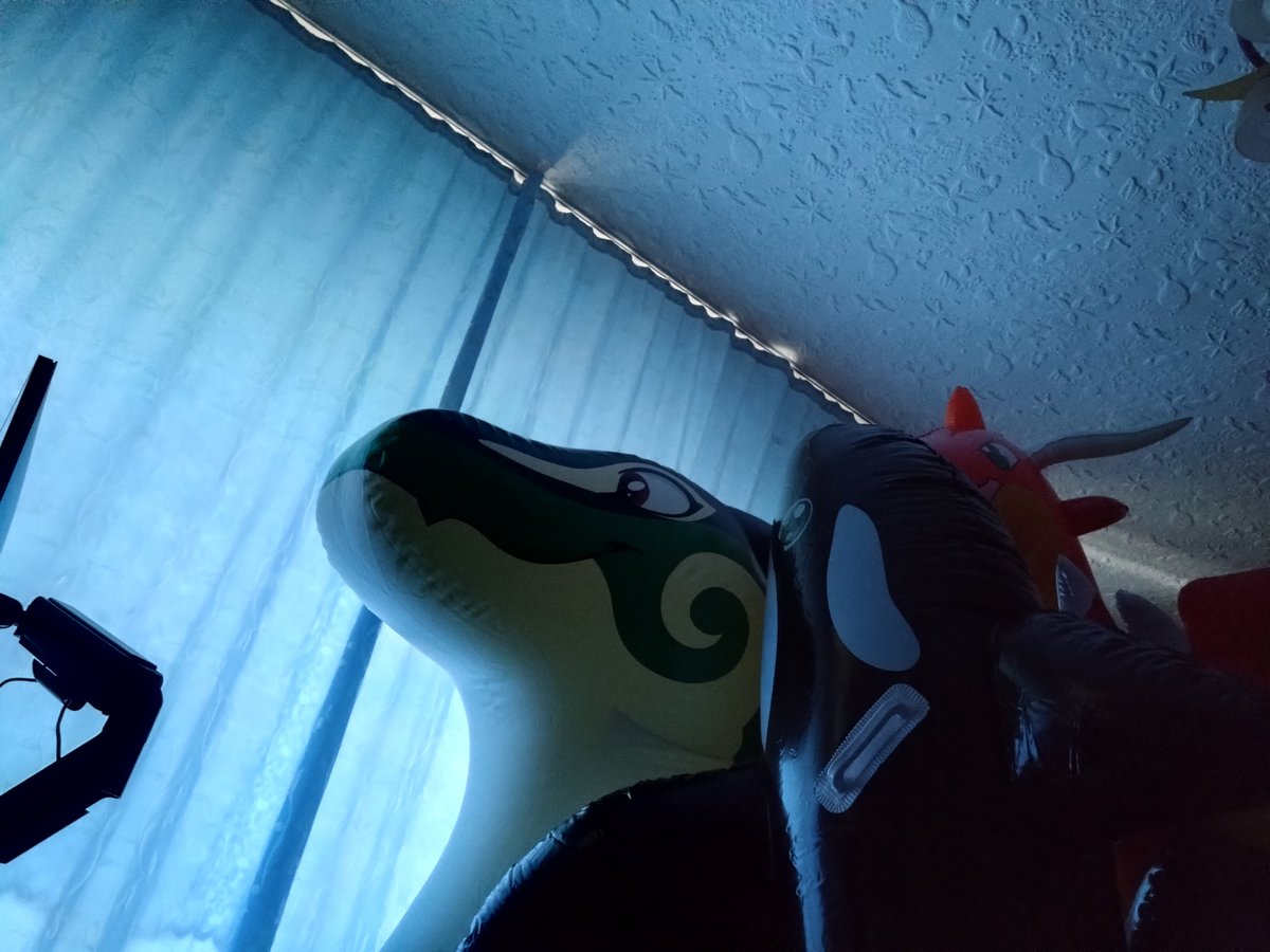 SimplyDergen's tweet photo. Morning Zenny derg. He's just so amazing! Big, soft and shiny! https://t.co/gbUcE6uBZb