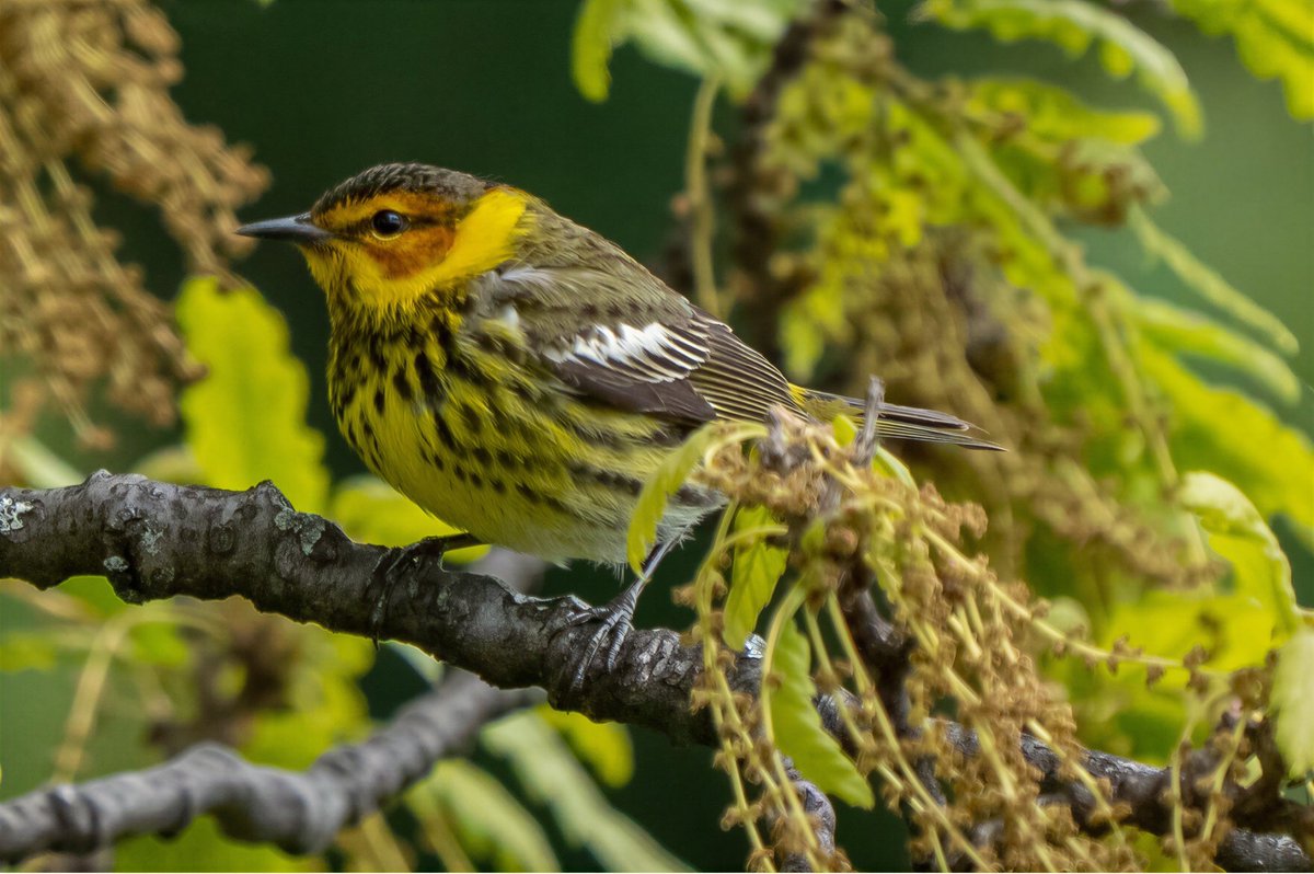 mitoGFP's tweet photo. Cape-May warbler. Revisiting spring migration @CentralPark_NYC with @BirdingBobNYC  and @DAllenNYC #birdcpp #BirdsSeenIn2026 #BirdsOfTwitter #birdphotography @BirdCentralPark #springmigration #warbler https://t.co/zZhrLHywDO