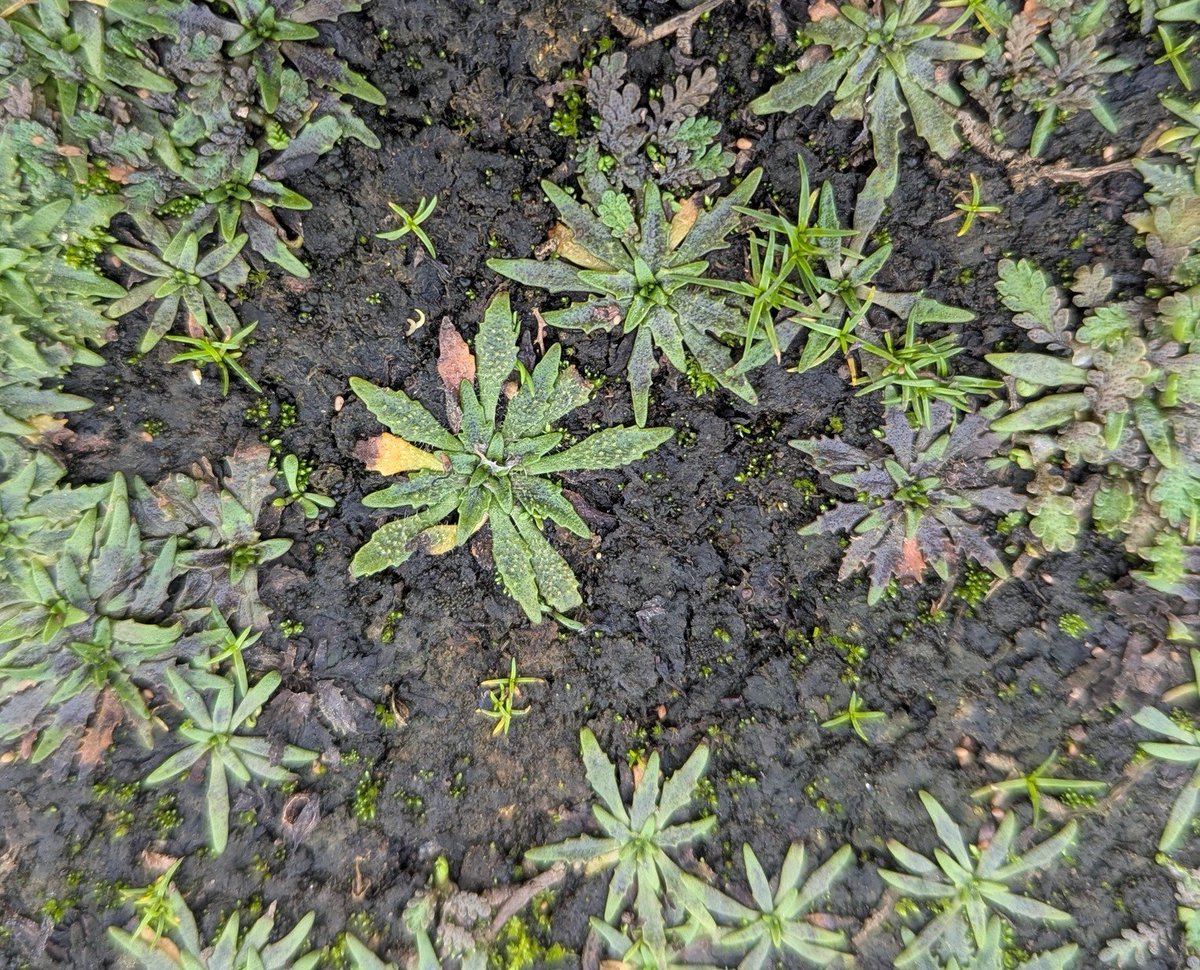 DelValTurf tweet picture
