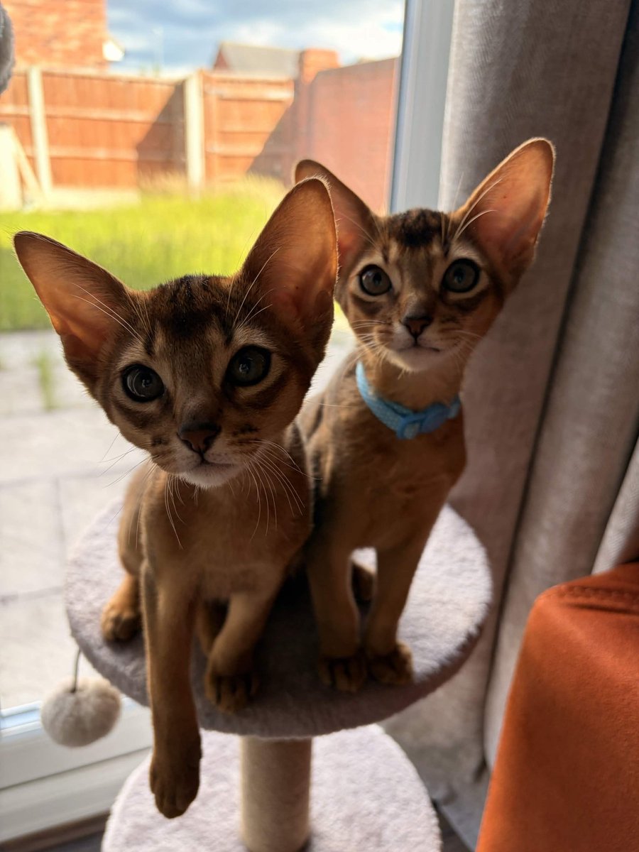 MrChoczy's tweet photo. Hello everyone, my fiance and I bought kittens last month, say hello to Ludwig and Rom!! https://t.co/WUtHPmkhmc
