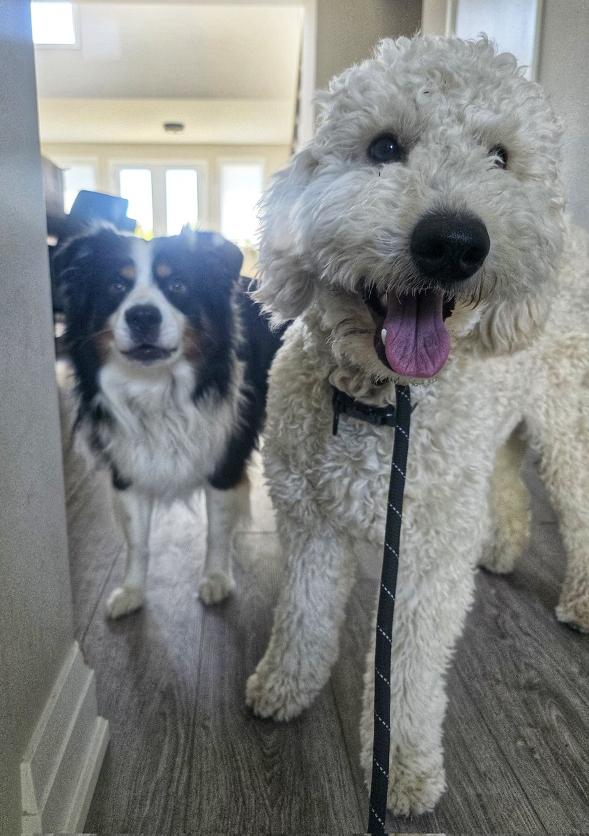 WalkinDogwalk's tweet photo. Always in awe of my amazing #posingpups !
💖😁🐾🐕🐶💖
#Saturdaysocial #walkinthedog https://t.co/uyoxiMiNDr