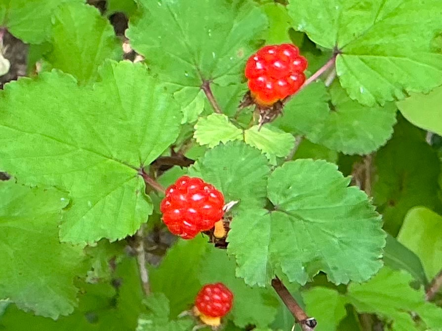 TY72749's tweet photo. 左/葉が紅葉に似た形の『紅葉苺/モミジイチゴ』実は下向き
右/種が苦いからと『苦苺/ニガイチゴ』実は上向き
モミジイチゴは最後口に残る種を噛んでも全く苦味はなく文句無しに美味しいです。一方、ニガイチゴのよく熟した実は心なしかゼリーのような食感があって美味、私は種の苦味もオッケーです😋 https://t.co/3CDRPIegnk