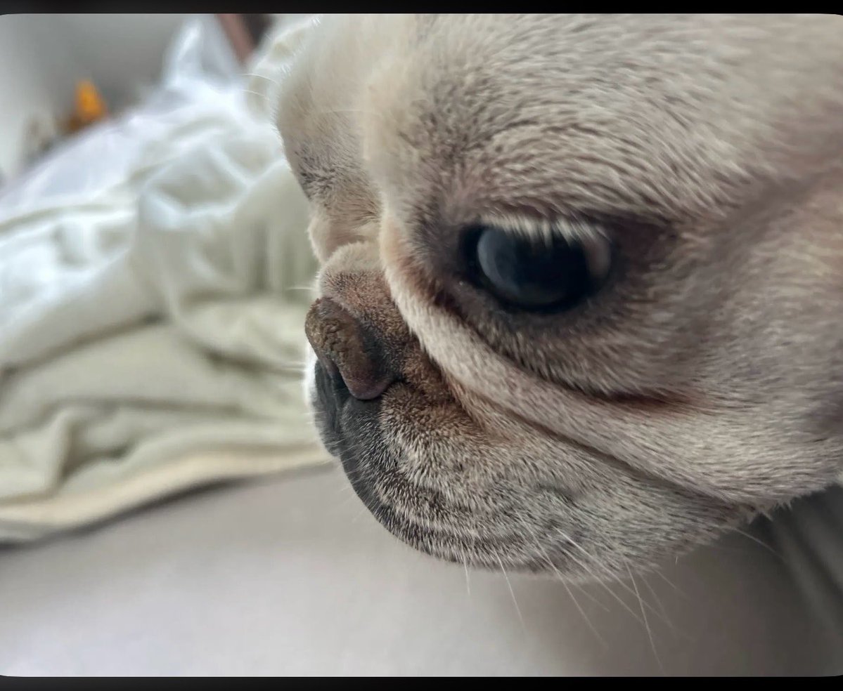 BASIO000000's tweet photo. ワホー　僕らの勝ちだお前　ワッホホホーワッホホー　愛犬ワッホー犬ワッホー　僕らの勝ちだお前は負けだ　僕の勝ちだ
 #犬界隈 https://t.co/hexEKVsEDw