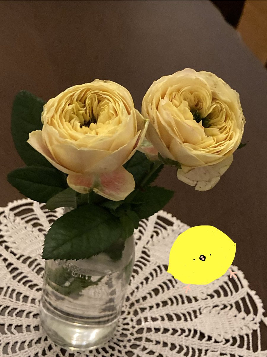 レモンラナンキュラ という名前の薔薇。可愛いです🍋 ＃1日1レモン