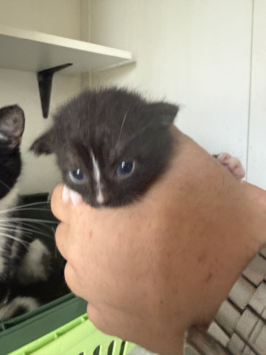 TinkerBell_just's tweet photo. Bei Mama Nuni, Shaun, Timmy, Shirley, John und Bitzer ist alles ok.
Sie sind nun 2 1/2 Wochen alt.

#nordstadtkatzen
Für die Chance https://t.co/XofFd96iZs