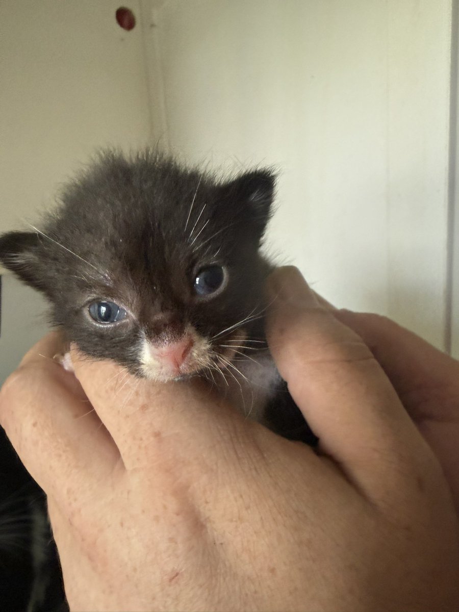 TinkerBell_just's tweet photo. Bei Mama Nuni, Shaun, Timmy, Shirley, John und Bitzer ist alles ok.
Sie sind nun 2 1/2 Wochen alt.

#nordstadtkatzen
Für die Chance https://t.co/XofFd96iZs
