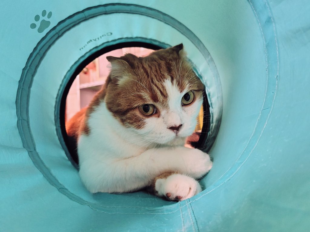 hapi_hapiness's tweet photo. なんかかっこいいな
#イケにゃん #猫がいる幸せ #猫のいる暮らし https://t.co/Unc38IBE5p