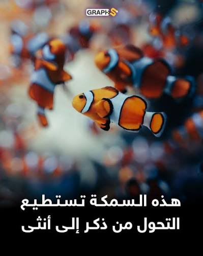 AB_SH777's tweet photo. التحول لأنثى : في أسماك المهرج تكون السمكة الأكبر حجماً والأكثر شراسة هي الأنثى الوحيدة المهيمنة، بينما الذكر المتكاثر يكون أصغر ، وإذا ماتت الأنثى، فإن أكبر الذكور يتحول تلقائياً إلى أنثى ليتولى دورها في المجموعة. https://t.co/v4Lzgw8dHk