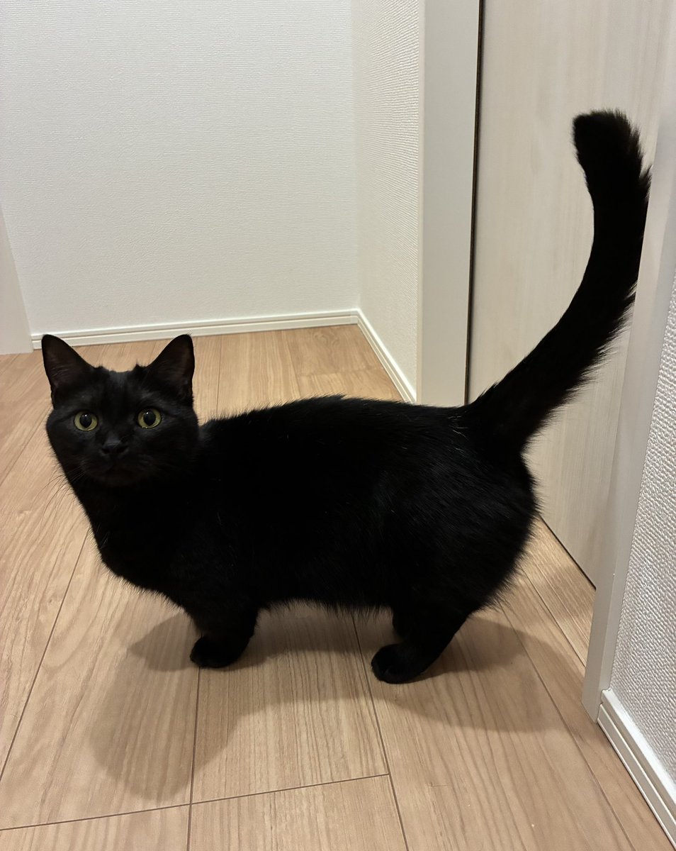 bibi_0731's tweet photo. 🐈‍⬛

#黒猫 #cat #猫のいる暮らし https://t.co/XKiPz6sEeD