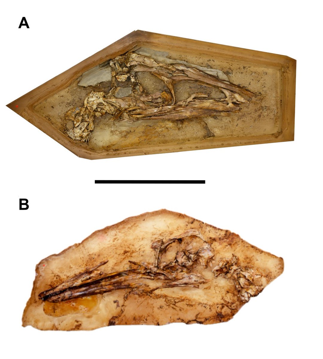 JamaleIjouiher's tweet photo. New paper out on the #braincase of #Pelecanimimus; showing us the inner ear, hindbrain, cranial nerves ect Which are broadly similar to #Struthiomimus, but its hearing was more similar to that of #birds, Giving us an insight into Ornithomimosaur evolution

https://t.co/D2p8b5zXjH https://t.co/clbw9pDSKh