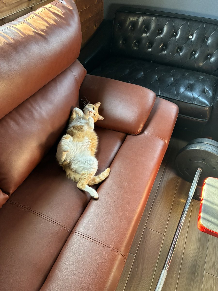 ChwNk's tweet photo. ねねw
昼寝してたw

ゴロゴロ言うてたw

 #猫のいる暮らし https://t.co/Uyy5CTZGlZ