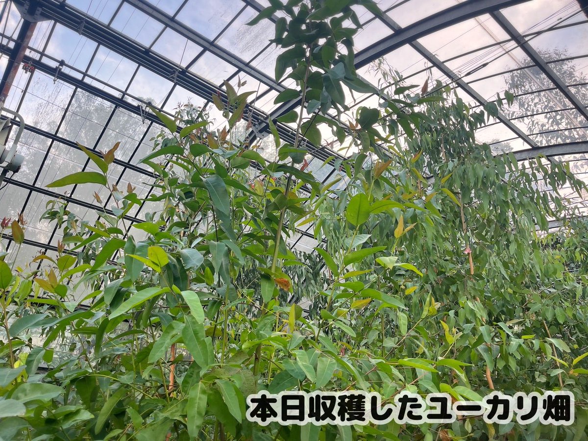 englandhill_zoo's tweet photo. ウミの誕生日にちなんでエサ交換時に特別に朝収穫した特大ユーカリをプレゼント！
コアラはグルメな動物で個体ごとにユーカリの好みが分かれますが、今日のユーカリは気に入ってくれたようですぐに食べ始めていました
今年も元気で健康な1年にしていきたいです
おやすみなさい@(・●・)@
#コアラ #ウミ https://t.co/xZ23QRyC9s